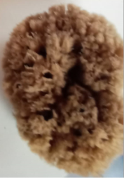 Large Sea Sponge